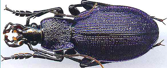 http://www.gorodinski.ru/carabus/Megodontus gyllenhali.jpg